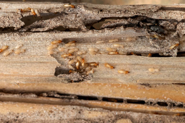 Best Wildlife Control Services  in Kensington, NY